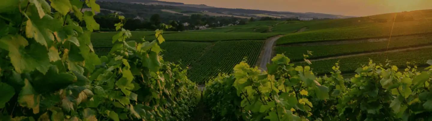 Monopoly Tenders Banner